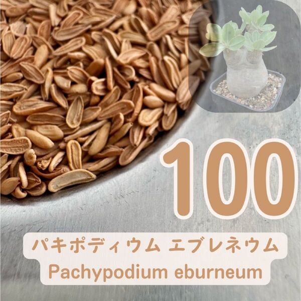 種子100粒 パキポディウム エブレネウム