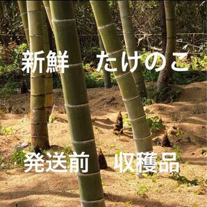 新鮮たけのこ 発送直前収穫 4.5kg以上