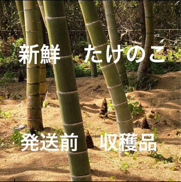 新鮮たけのこ 採りたて発送筍 4.5kg以上
