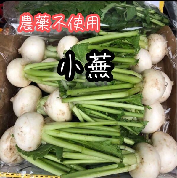 農薬不使用 小蕪 コンパクトBOX