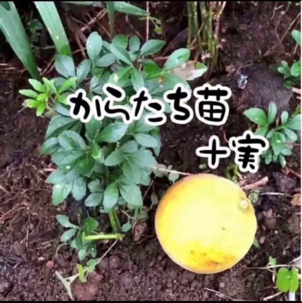 無農薬 カラタチ苗 農家直送