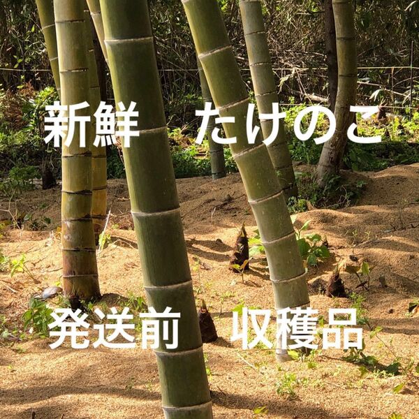 宮城県産 たけのこ 4.5kg以上 サイズミックス