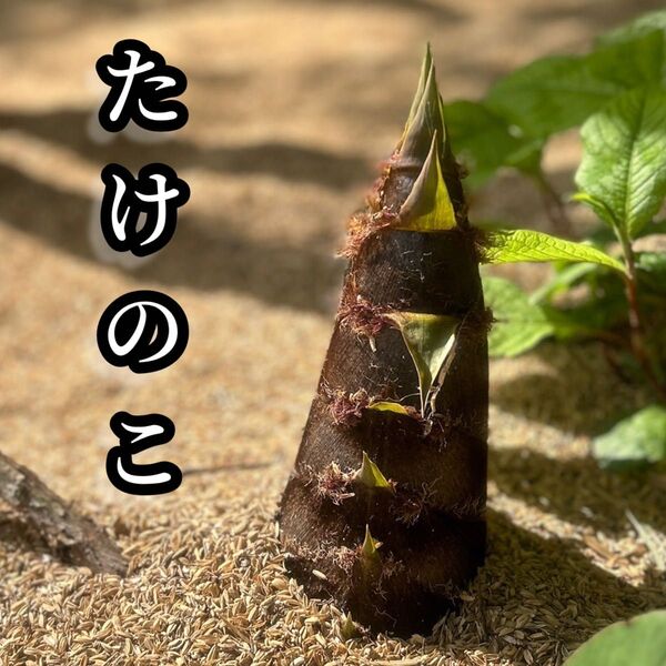新鮮たけのこ 発送直前収穫の筍 4.5kg以上