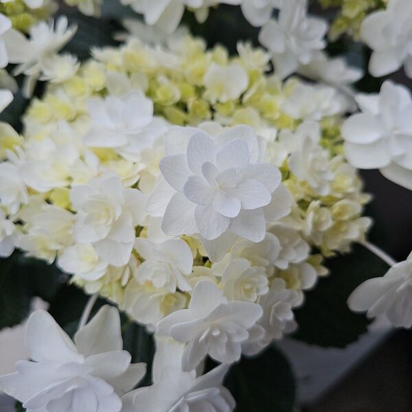 紫陽花 プロポーズフォーユー 5号鉢