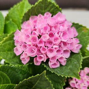 紫陽花 マジカルレボリューションピンク 4号鉢