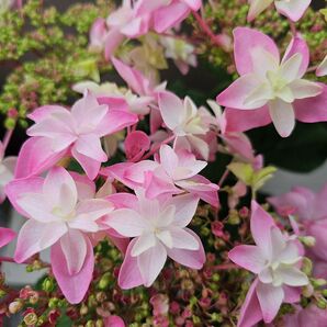 紫陽花 桜花乱舞 4号鉢