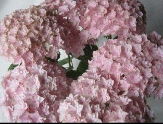 島根県オリジナル 紫陽花 美雲 5号鉢