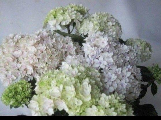 紫陽花 八重咲き 響 5号鉢