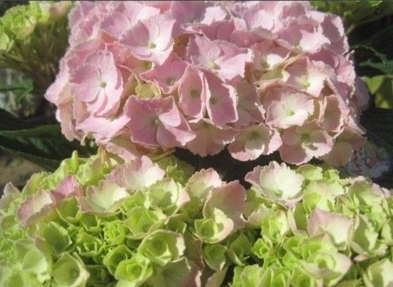 紫陽花 カメレオン ホバリア 4号鉢