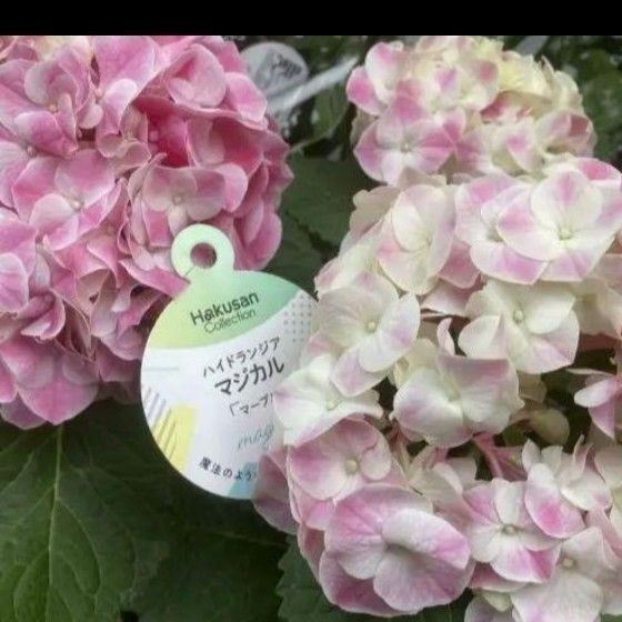 紫陽花 マジカルマーブル 4号鉢