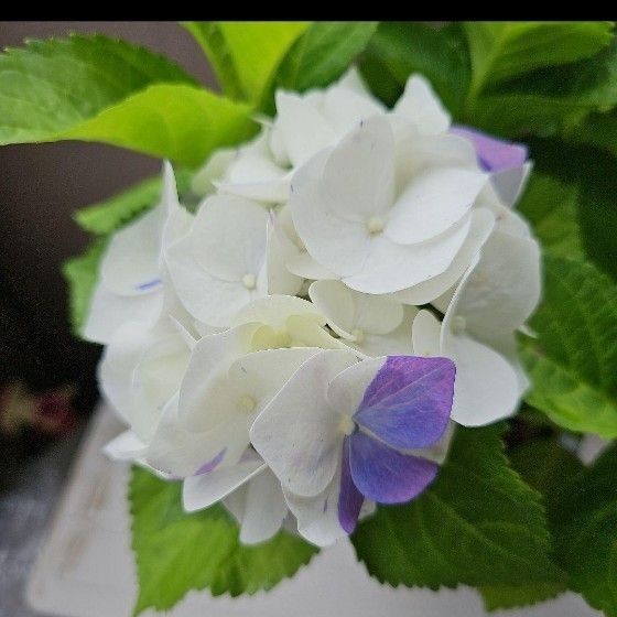 大栄花園オリジナル紫陽花 新品種 JOY 5号鉢