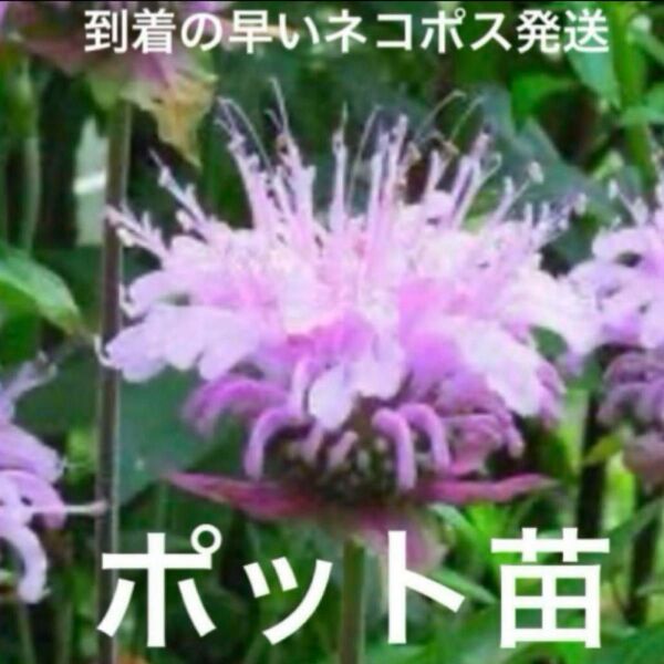 ⑥モナルダ 苗 ラベンダー色 ベルガモット