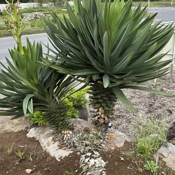 ユッカグロリオサ 発根株 ドライガーデン 多肉植物アガベ