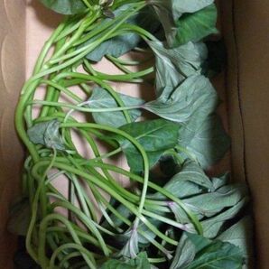 芋のツル【安納芋 約40cm 5本(画像位の量)】畑に植えきれなかったもの ゆうパケットポスト到着時には萎れてる可能性ご理解を