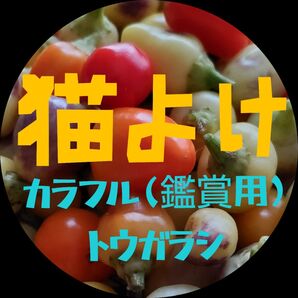 野良猫対策 猫よけ 鑑賞用カラフル(五色)唐辛子 種 100粒