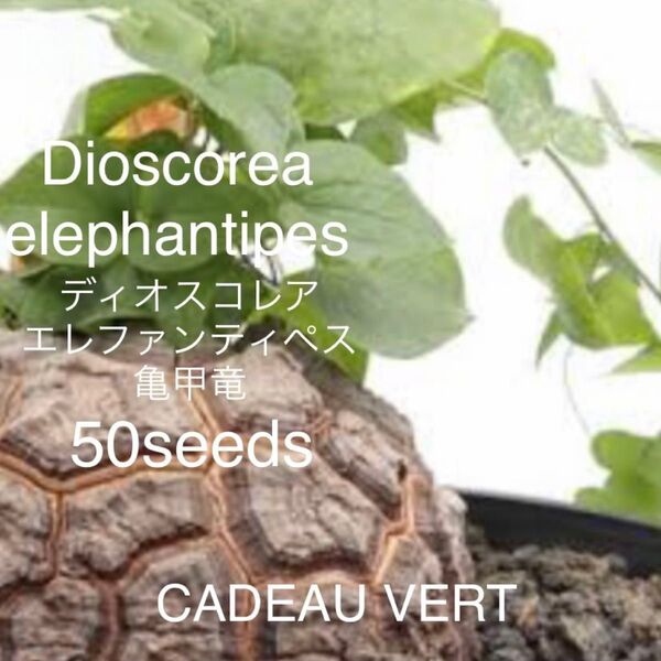 亀甲竜 ディオスコレア エレファンティペス種子50粒 アフリカ産
