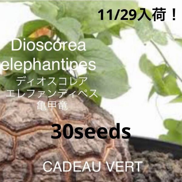 亀甲竜 ディオスコレア エレファンティペス種子30粒 アフリカ産