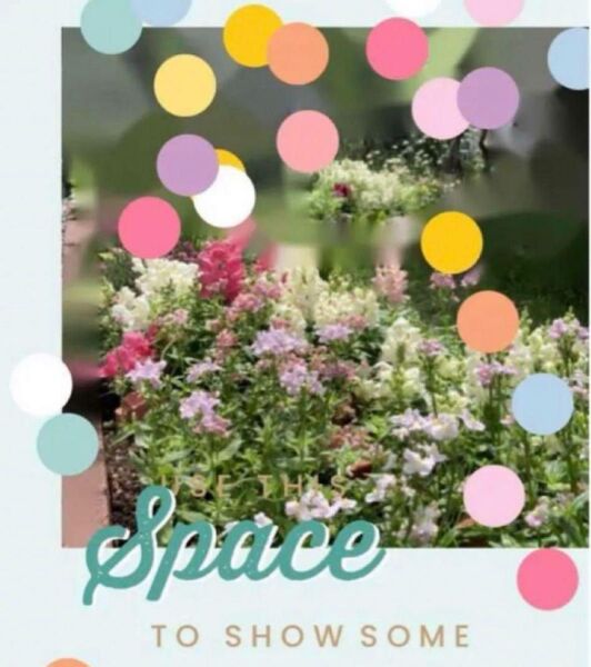 春蒔き 秋蒔き 開花期が長い!おすすめ★ネメシアの種 ミックスカラー 220粒 花の種 花種