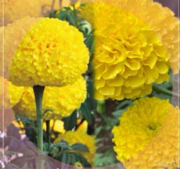お得!限定♪300粒(トール) アフリカン マリーゴールド 八重咲き 種 春蒔き 花の種
