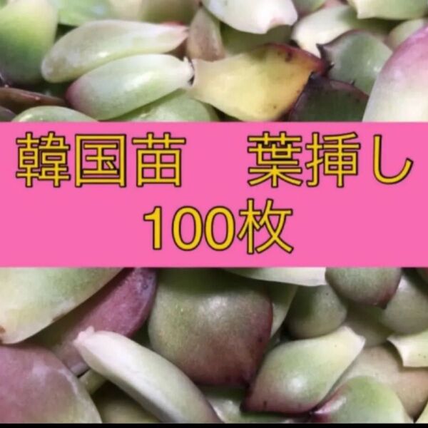 多肉植物 葉挿し 100枚 韓国苗も入ります!