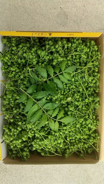朝倉山椒の実250g 若摘み西はりま山椒「あすかの露」