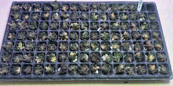 超お得 多肉植物 ハオルチア オブツーサ錦 水中月 糊斑 鮮明錦 派手斑 100株