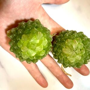 多肉植物 ハオルチア オブツーサ錦 姫桜錦(翠雲) 変異型エメラルドLED