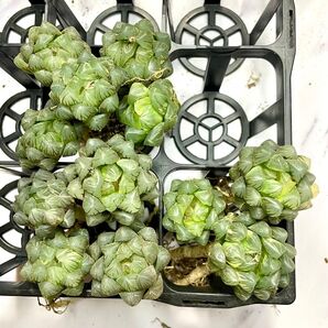 多肉植物 ハオルチア オブツーサ錦 水中月 12株