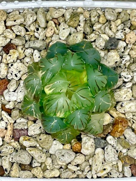 【美株】 多肉植物 ハオルチア オブツーサ錦 水中月 鮮明錦