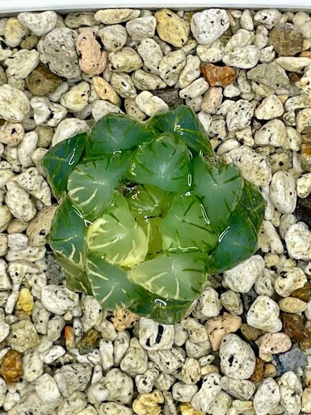 【美株】 多肉植物 ハオルチア オブツーサ錦 水中月 鮮明錦