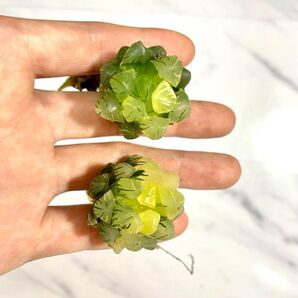 多肉植物 ハオルチア オブツーサ錦 水中月 糊斑 鮮明錦 2株