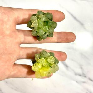 多肉植物 ハオルチア オブツーサ錦 水中月 糊斑 鮮明錦 2株