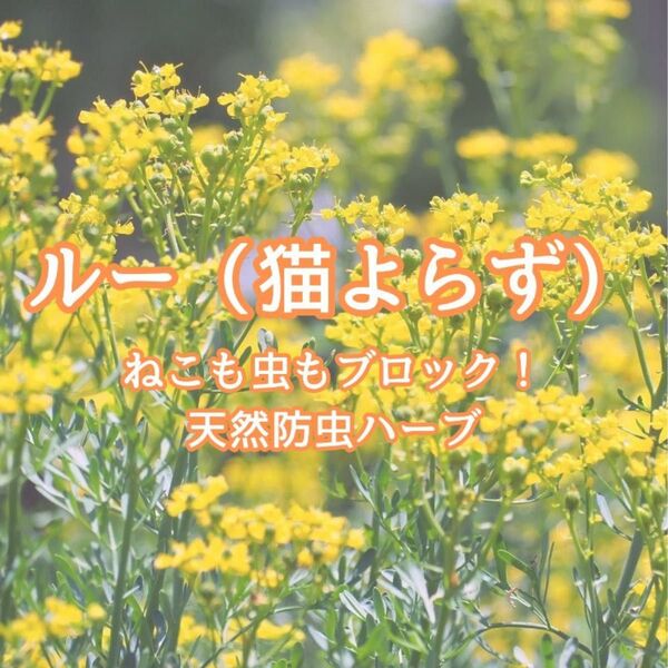【ハーブの種】ルー☆ヘンルーダ 種子約30粒!宿根草 防虫猫よけ ドライフラワー