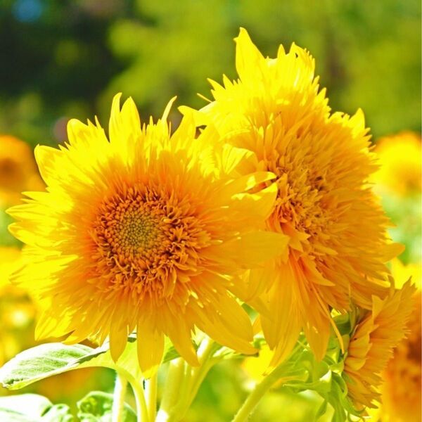 【お花の種】ひまわり☆向日葵 東北八重 種子 約30粒!切花