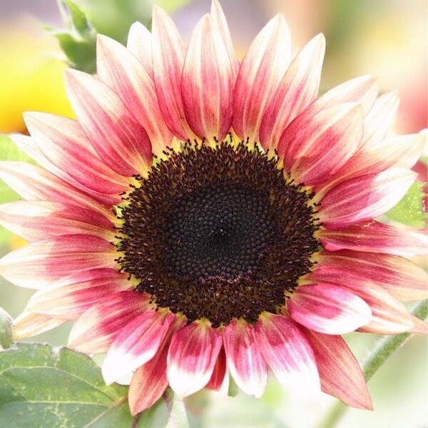 【お花の種】ひまわり☆向日葵 プロカットプラム 約20粒!切花
