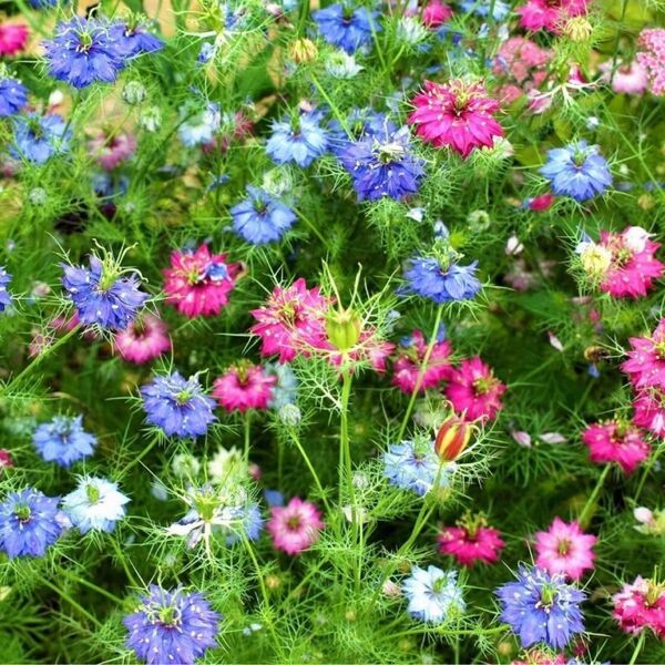 【お花の種】ニケラ☆クロタネソウ 混色種子 300粒以上!切花 ドライフラワー