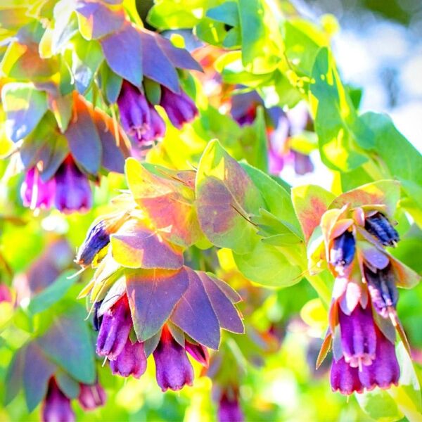【売切次第終了!】セリンセ・マヨール☆キウイブルー 花の種 約10粒!