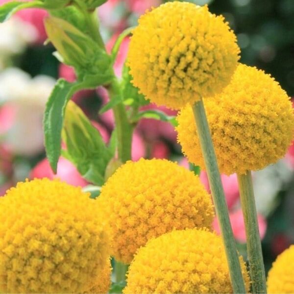【お花の種】クラスペディア☆ゴールドスティック 種子約50粒!宿根ドライフラワー