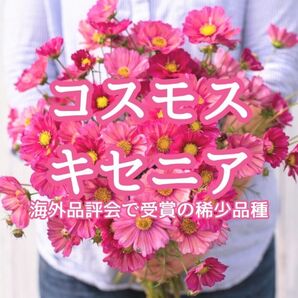 【お花の種】コスモス☆秋桜 キセニア 種子 約20粒!切花