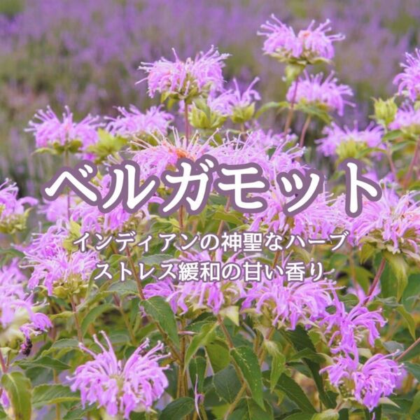 【ハーブの種】ベルガモット☆モナルダ 花の種子 100粒以上!