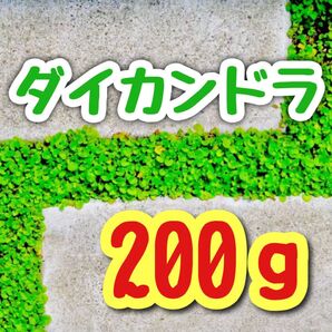 【最強グランドカバーの種】ダイカンドラ 花の種子 200g!緑肥 芝生代用