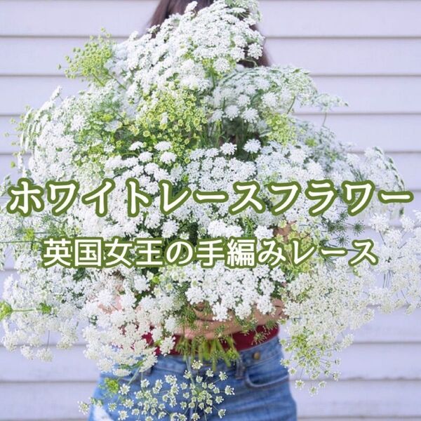 【お花の種】ホワイトレースフラワー☆アミマユス 種子 約30粒!切花 ブーケ