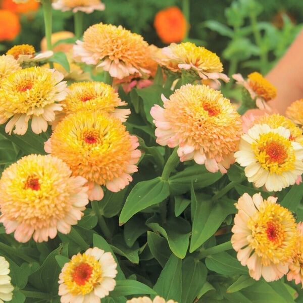 【お花の種】ジニア百日草☆シンデレラピーチ 花の種 約10粒!