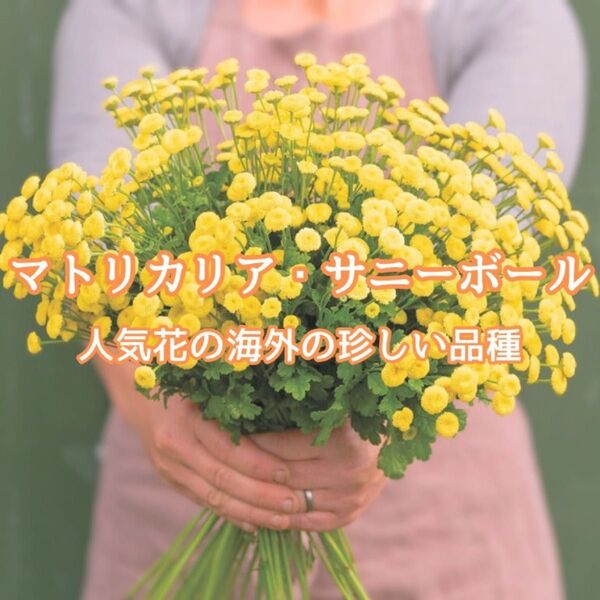 【お花の種】マトリカリア☆サニーボール ハーブの種子約20粒!宿根ドライフラワー