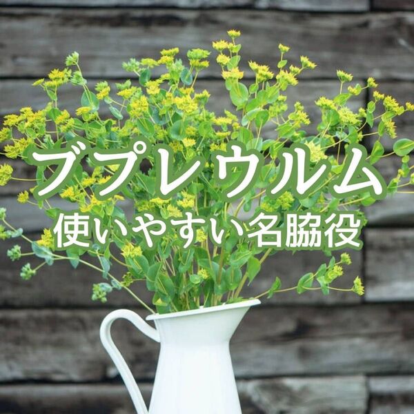【お花の種】ブプレウルム 種子 約30粒!切花ドライフラワー