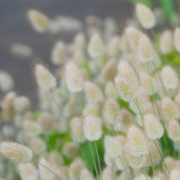 【お花の種】ラグラスオバタス☆バニーテール 種子 約50粒!切花 ドライフラワー