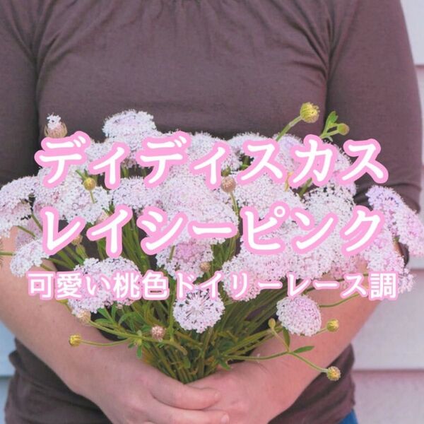 【お花の種】ディディスカス☆レイシーピンク 種子 約30粒!切花 ブーケ