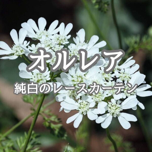 【お花の種】オルレア☆ホワイトレース 種 約100粒!