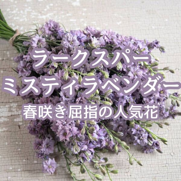 【お花の種】ラークスパー☆ミスティラベンダー 種子 約30粒!切花ドライフラワー