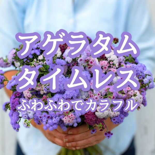 【お花の種】アゲラタム☆タイムレスミックス 種子 約20粒!切花 ブーケ